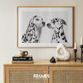 Dalmatian dogs